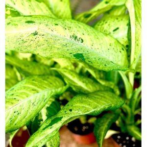 Large Plant